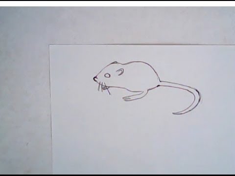 480x360 How To Draw A Kangaroo Rat (Simple Drawing)