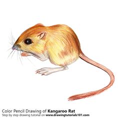236x236 Kangaroo Rat With Pencils Drawing Tutorials Kangaroos
