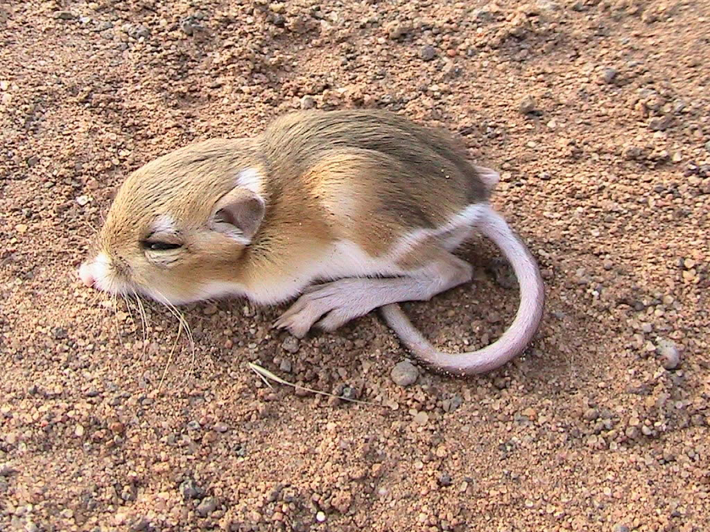 Image Gallery Rat Drawing Kangaroo Rat Drawings Mouse - vrogue.co