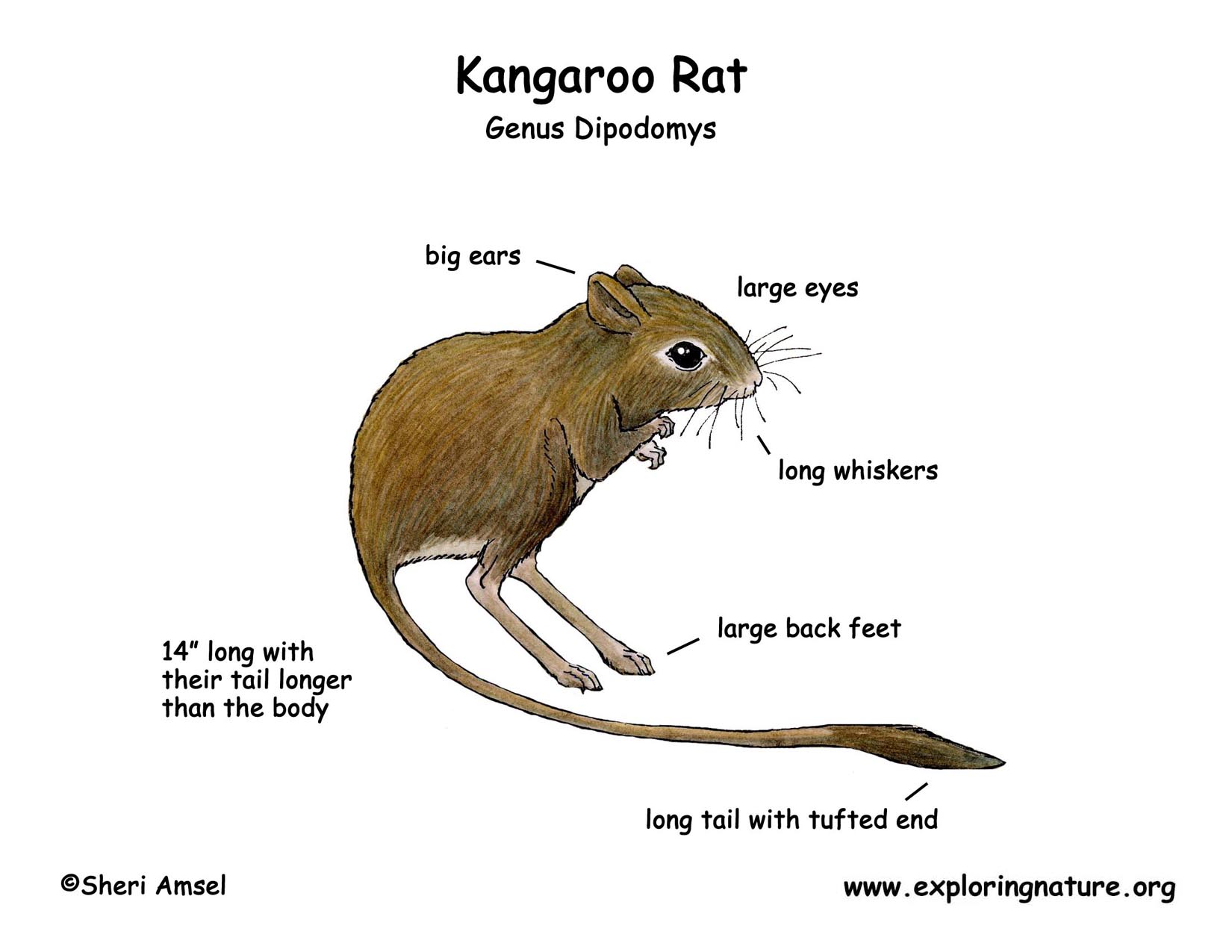 1650x1275 Kangaroo Rat Color Dia150.jpg