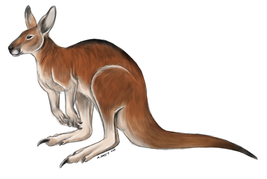 900x603 Red Kangaroo By Lobocuervo