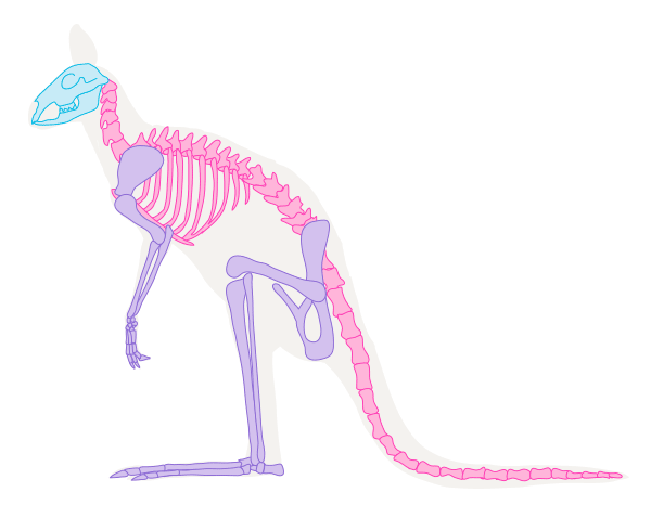 600x466 Kangaroo Skeleton Skeleton Patterns Kangaroos