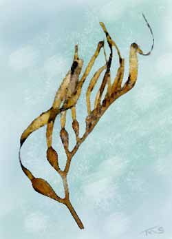 250x347 Kelp Drawings