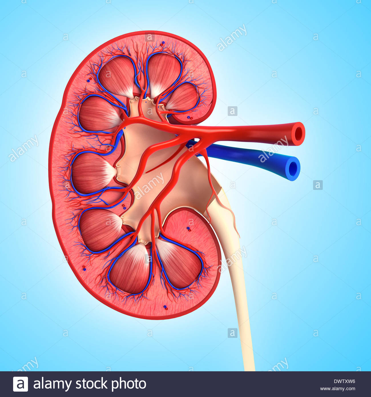 1300x1390 Blood Circulation Kidney Drawing Stock Photo 67545442