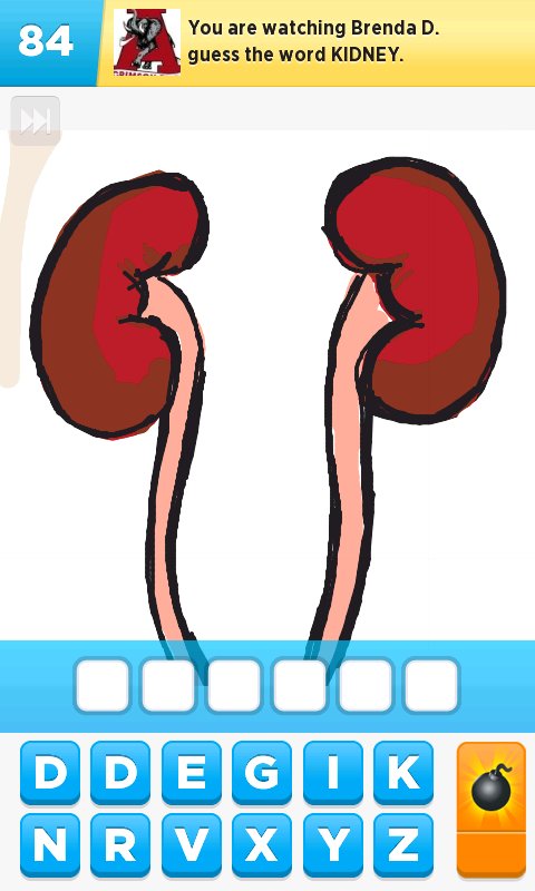 480x800 Kidney Drawings