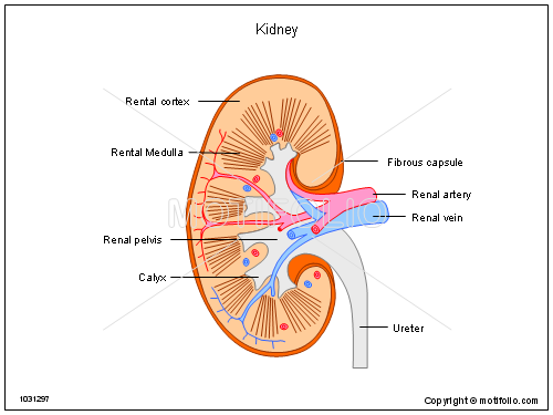 Kidney Drawing at GetDrawings | Free download