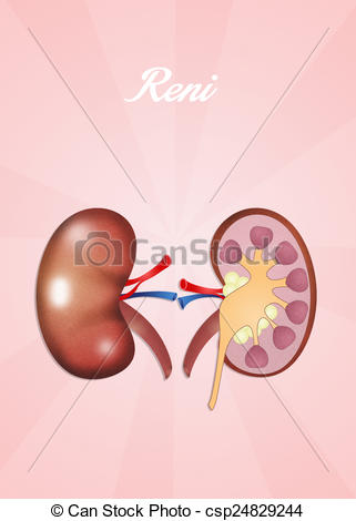 321x470 Illustration Of Kidneys Drawing