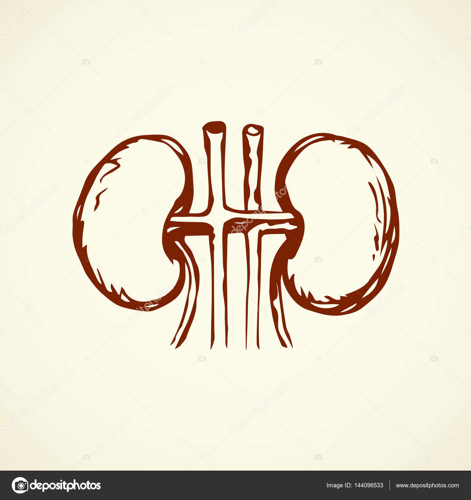 1600x1700 Kidneys. Vector Drawing Stock Vector Marinka