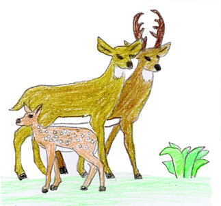 323x300 Drawing Conclusions About Our Relationship With Animals