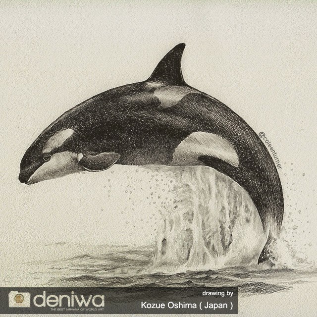 640x640 Amazing The Killer Whale Jump On Paper Drawing By Kozue Oshima