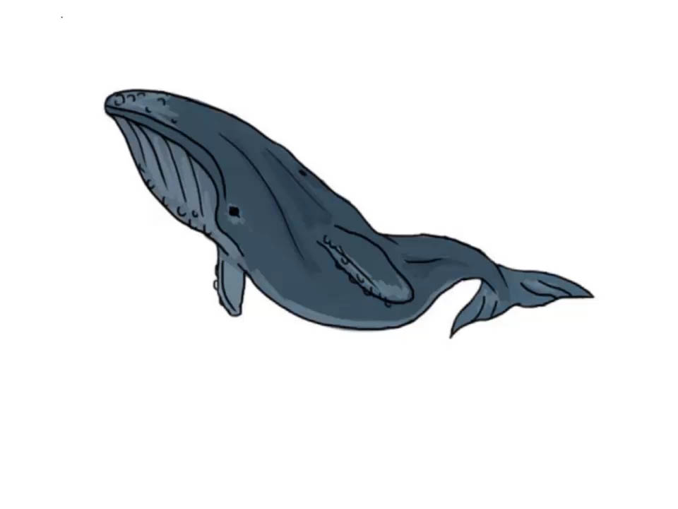 960x720 How To Draw A Whale (With Pictures)