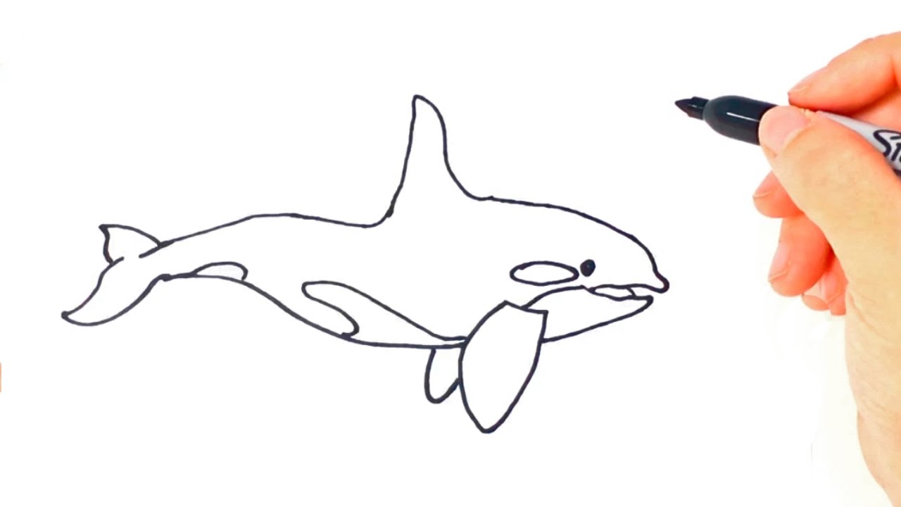 1280x720 How To Draw A Killer Whale Killer Whale Easy Draw Tutorial