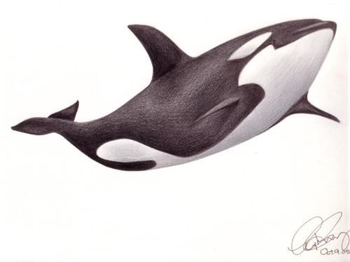 500x374 Killer Whale By Uphiee