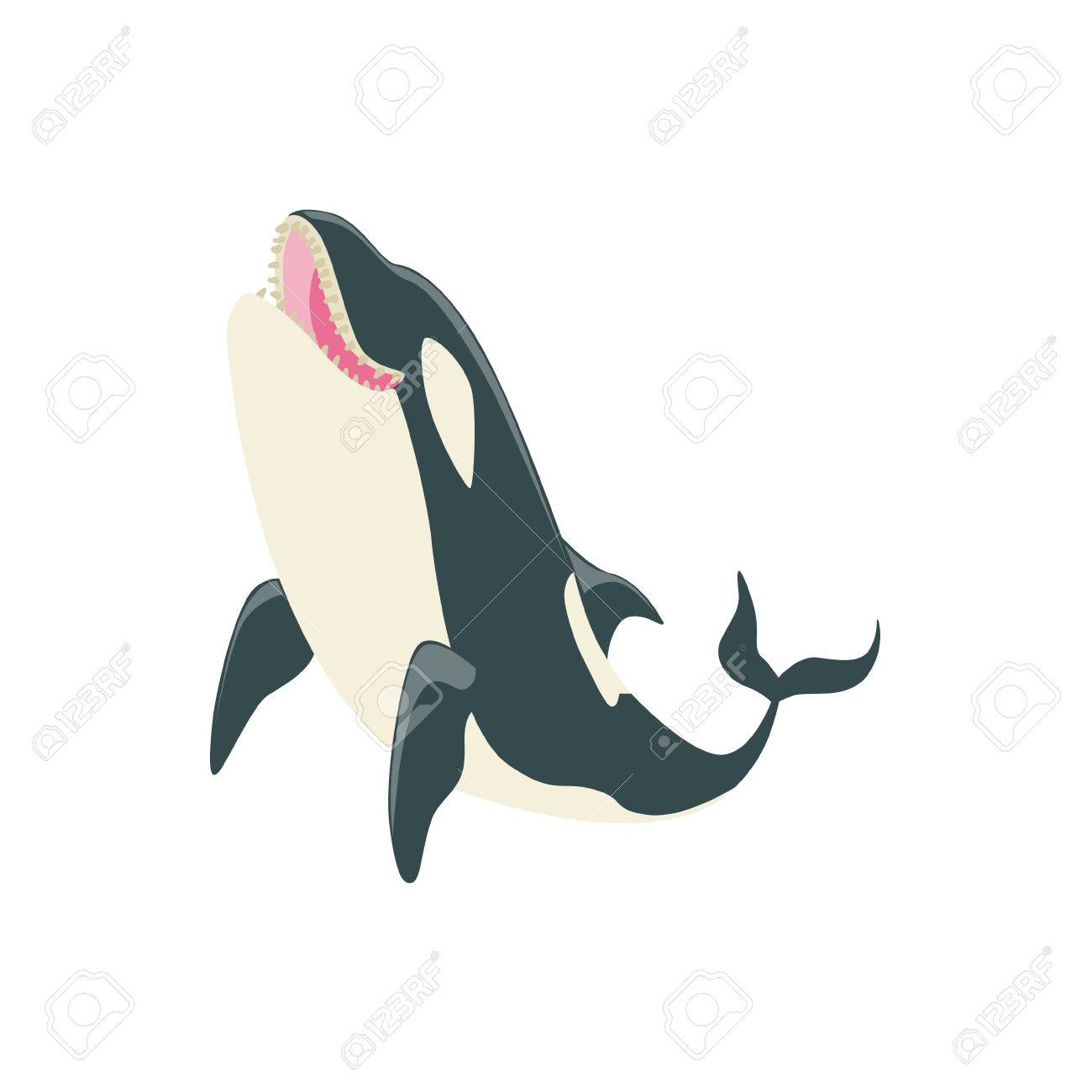 1300x1300 Orca Black And White Arctic Killer Whale Asking For Food