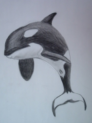 375x500 Killer Whale By Orcaya