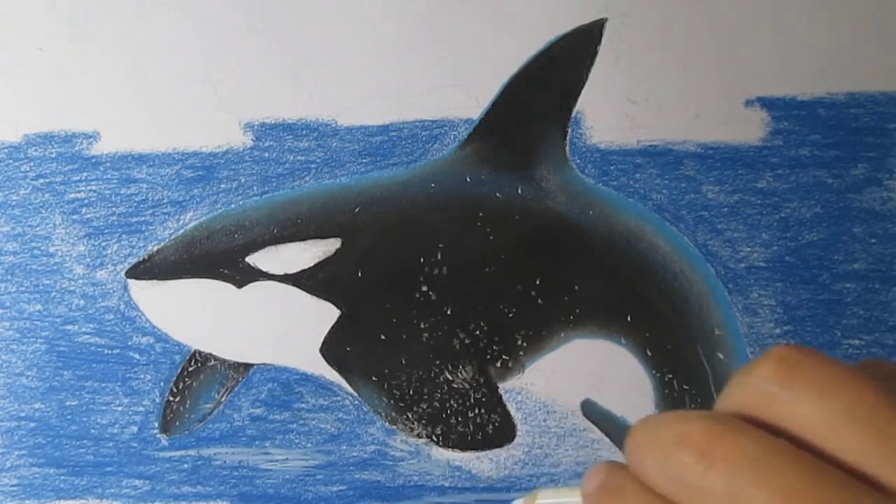 1280x720 How To Draw A Killer Whale Easy With Charcoal And Pastels Step By