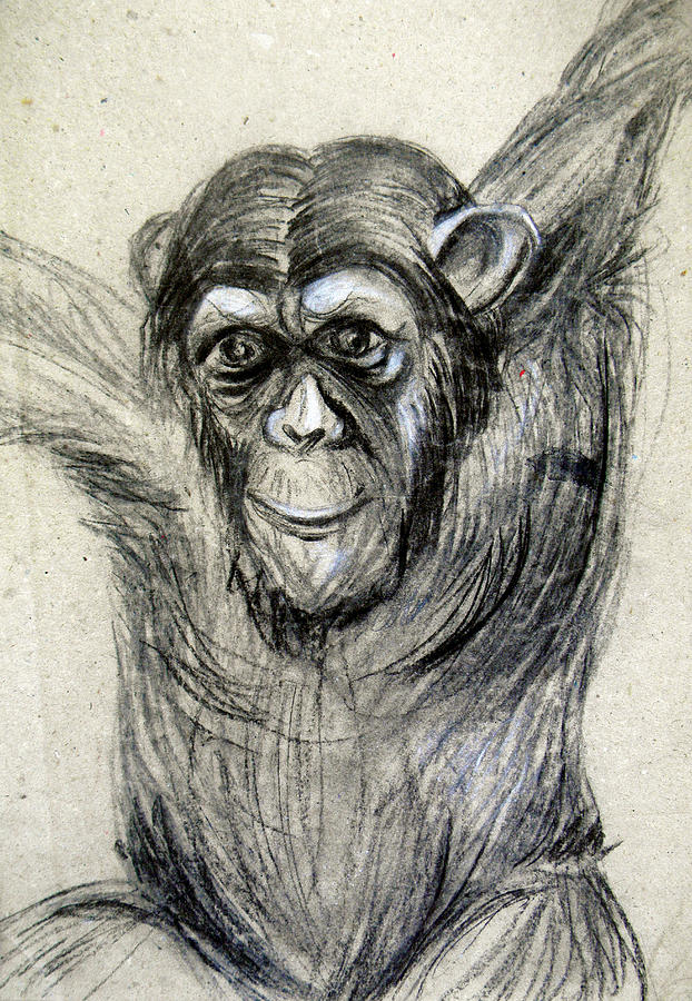 622x900 One Of A Kind Original Chimpanzee Monkey Drawing Study Made