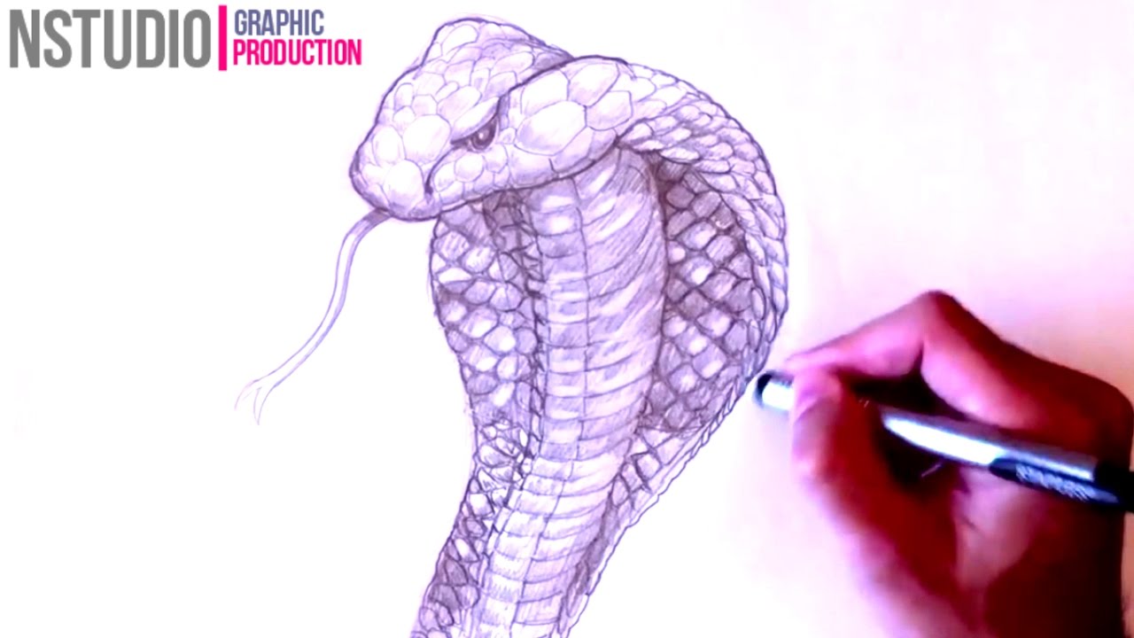 1280x720 How To Draw A King Cobra Snake Step By Step