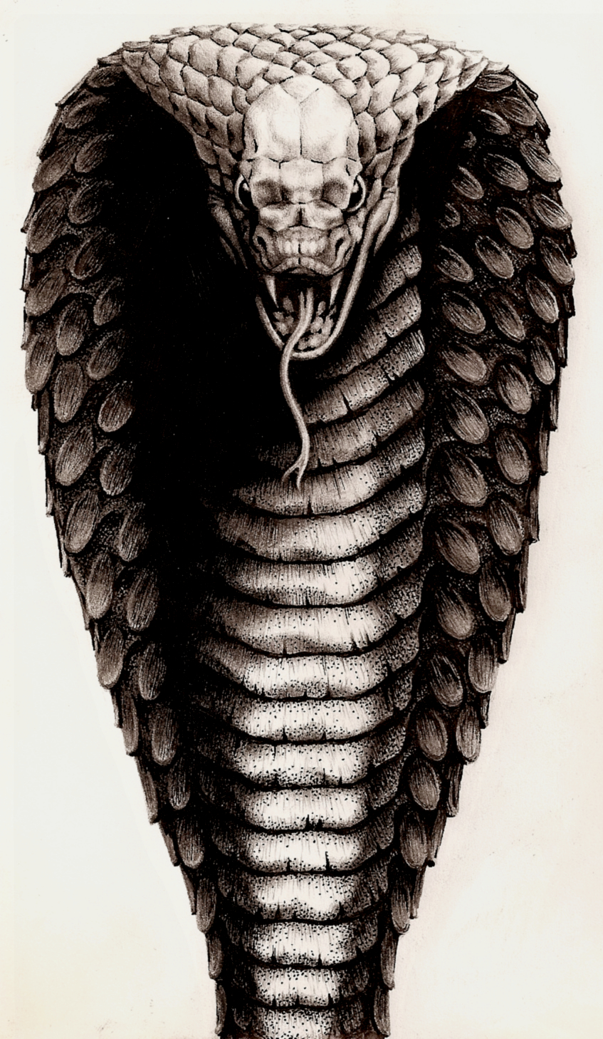 847x1458 King Cobra By Aka Maelstrom