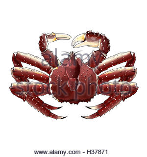 300x320 A Drawing Of A King Crab Stock Photo 31532010