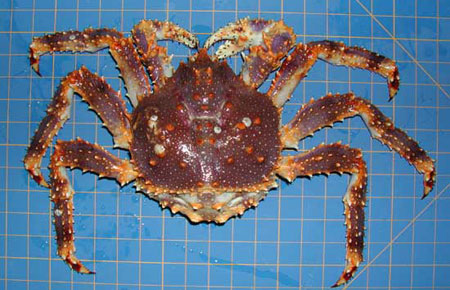 450x290 Blue King Crab Species Profile, Alaska Department Of Fish And Game