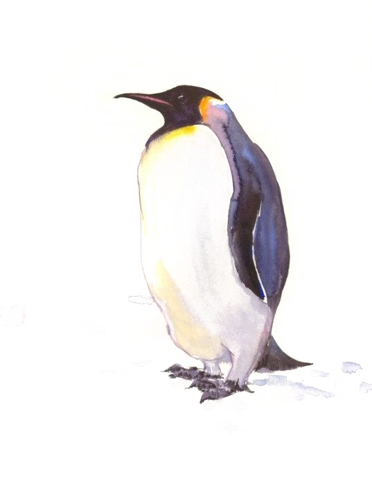 537x720 King Penguin Antarctic Drawing Poster