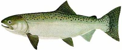 400x164 Types Of Salmon Found In Ketchikan Alaska L Salmon Facts On The 5