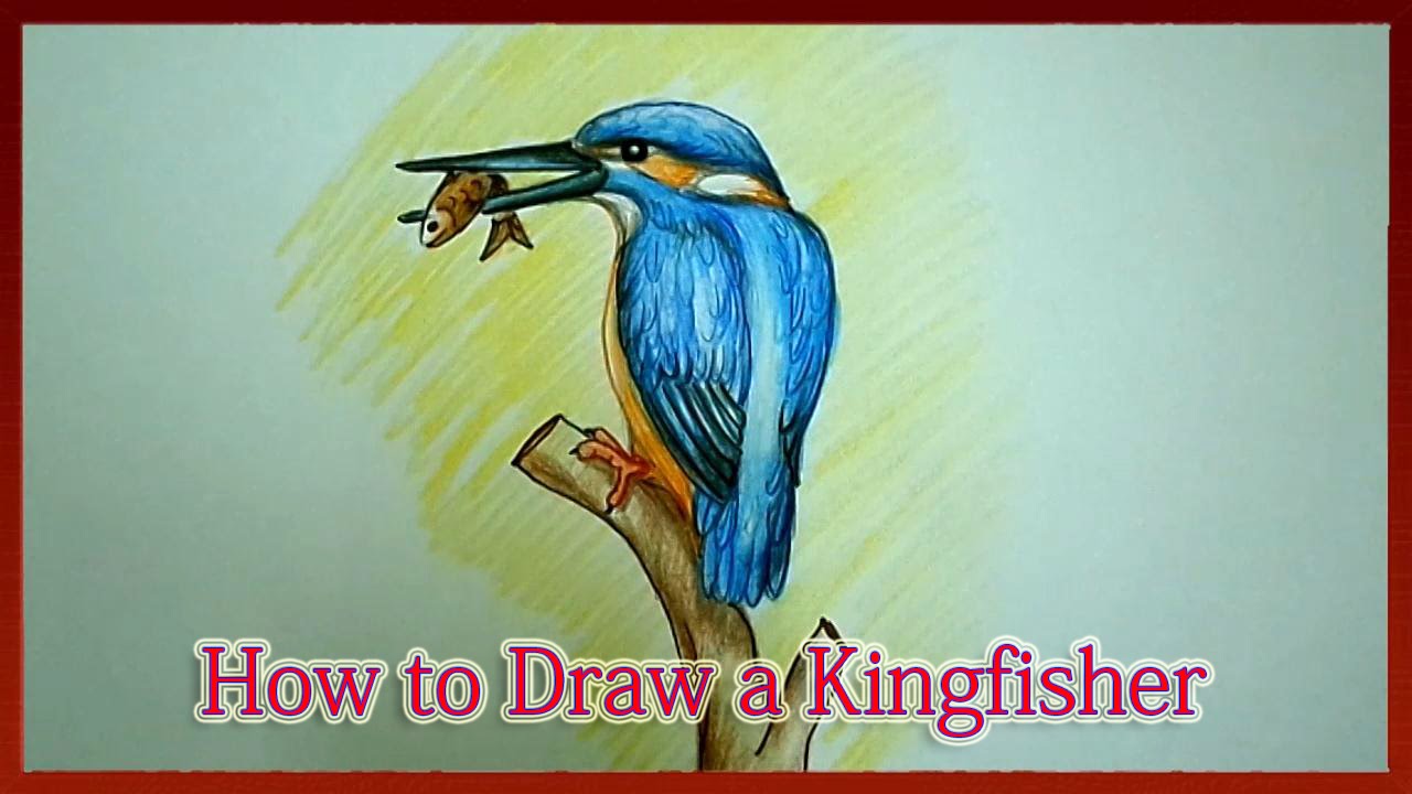 1280x720 How To Draw A Kingfisher Step By Step