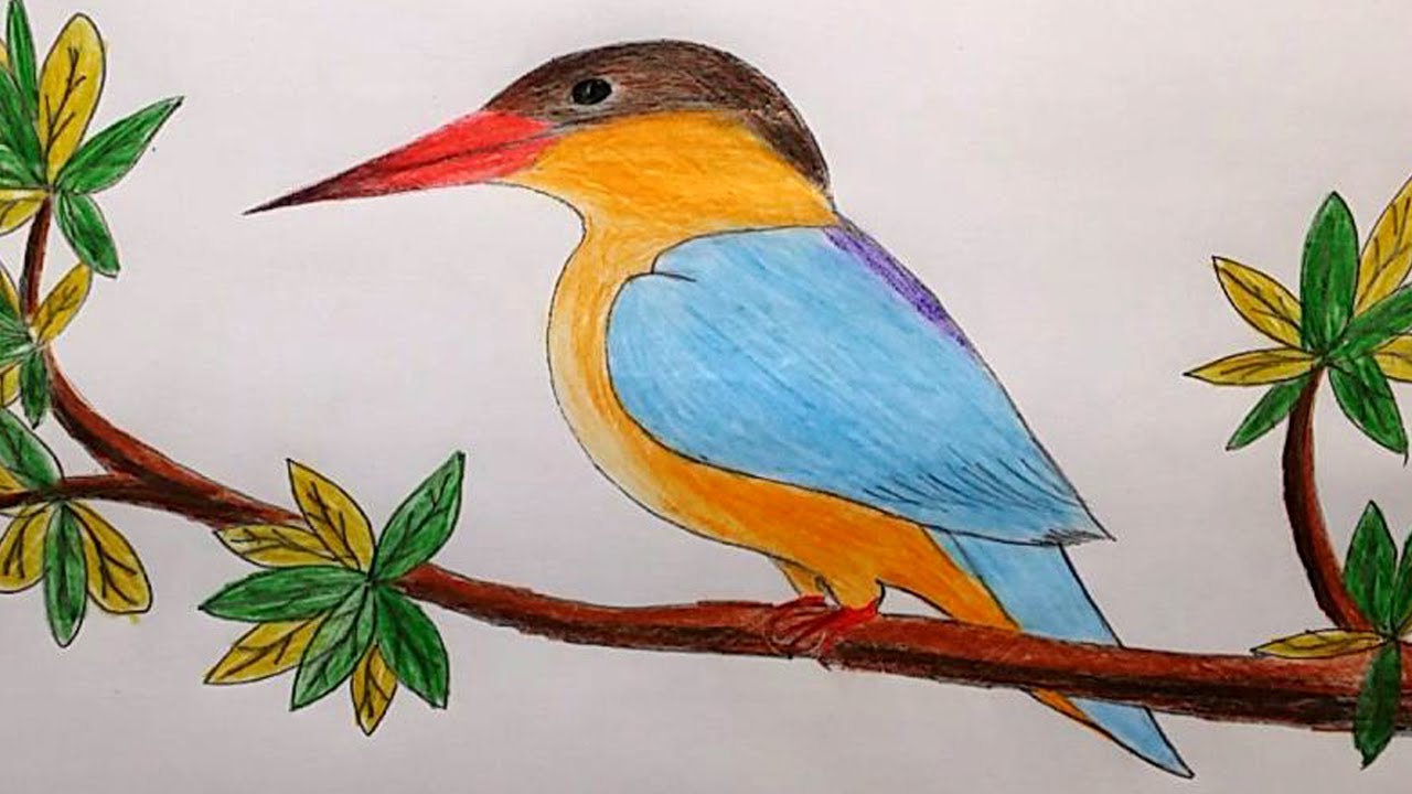 1280x720 How To Draw A Kingfisher Step By Step Masranga Bird Drawing