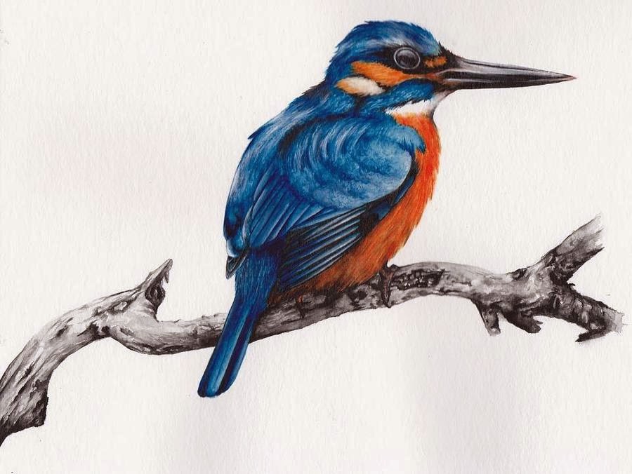 900x676 Let's Keep It Wild. How To Draw A Kingfisher