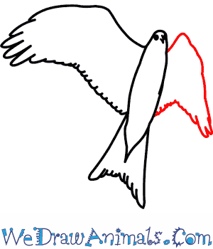 300x350 Red Kite 06.png