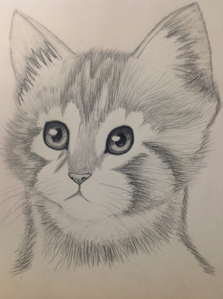 772x1034 Kitten Pencil Drawing By Bbbcomiclover1