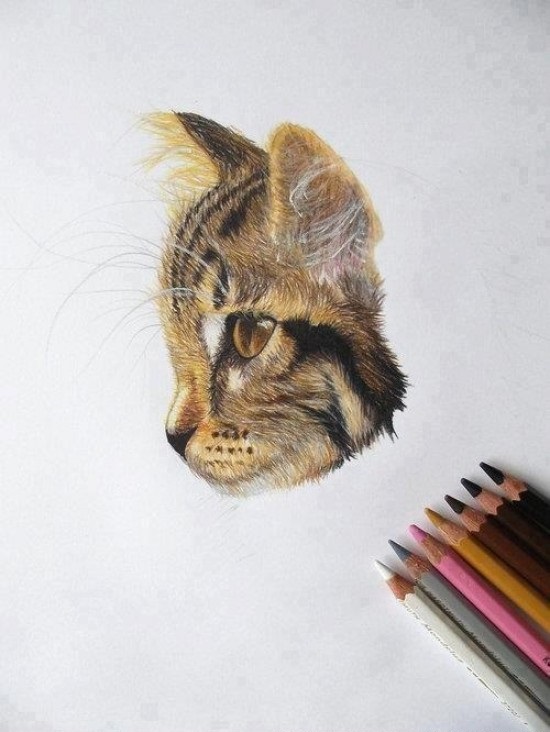 550x732 Drawing Colored Pencil Art Coloured Pencils, Cat