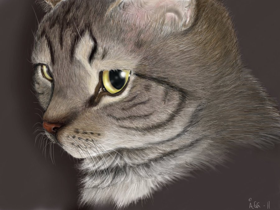 900x675 Kitty Cat Drawing By House89