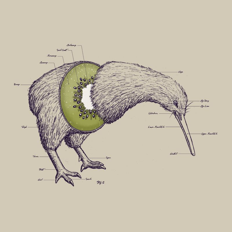 800x800 The Anatomy Of A Kiwi.