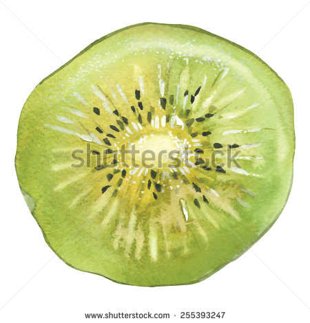 450x470 Slice Of Kiwi Drawing By Watercolor, Hand Drawn Vector
