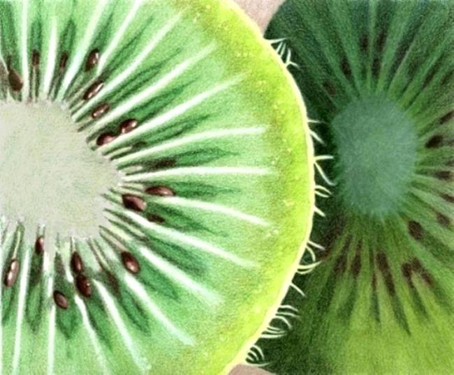 650x538 Stunning Kiwi Fruit Colored Pencil Drawings And Illustrations
