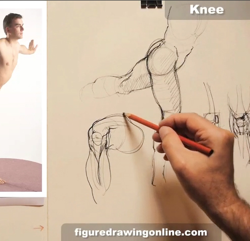497x480 Knee Figure Drawing Online