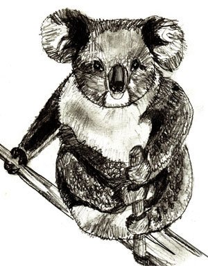 300x384 How To Draw A Koala