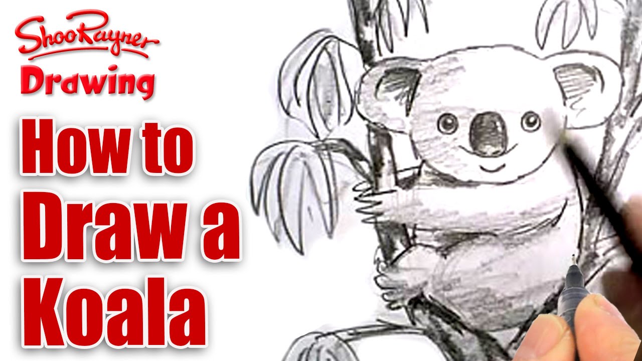 1280x720 How To Draw A Koala
