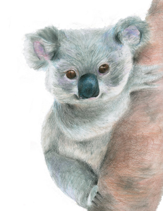 570x738 Koala Art Drawing