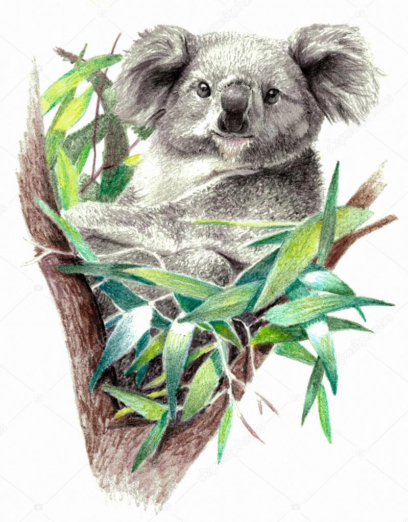 799x1023 Koala Bear Isolated On White Background. Pencil Drawing Stock