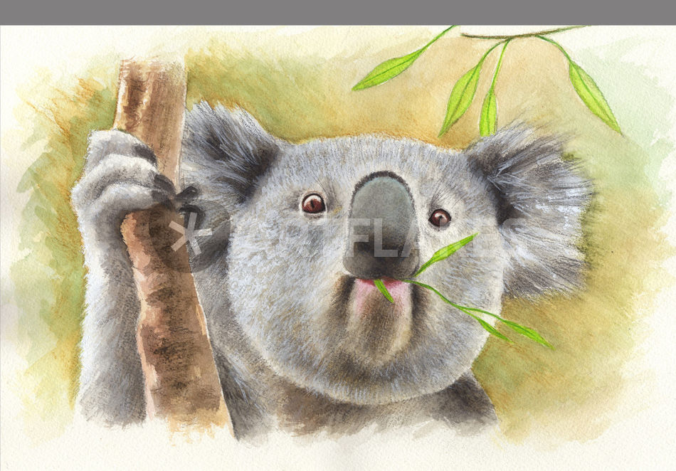 950x662 Koala Drawing Art Prints And Posters By Damaride Marangelli
