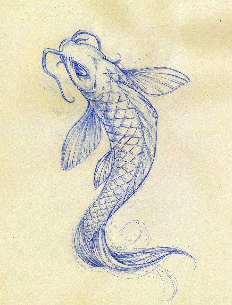 900x1181 Koi Fish Drawings Koi Fish Sketch By Daeo Traditional Art