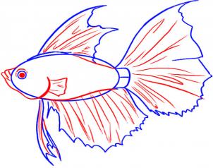 302x238 How To Draw A Betta Koi Fish Fish Drawings