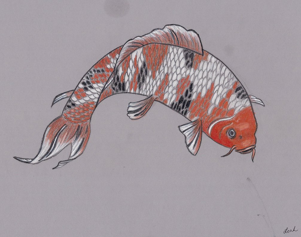 1006x793 Koi Fish Pencil Drawing By Sailorhorizon
