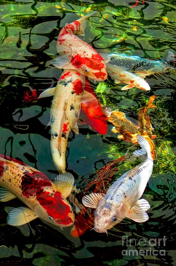 Koi Fish Pond Drawing At Getdrawings Free Download