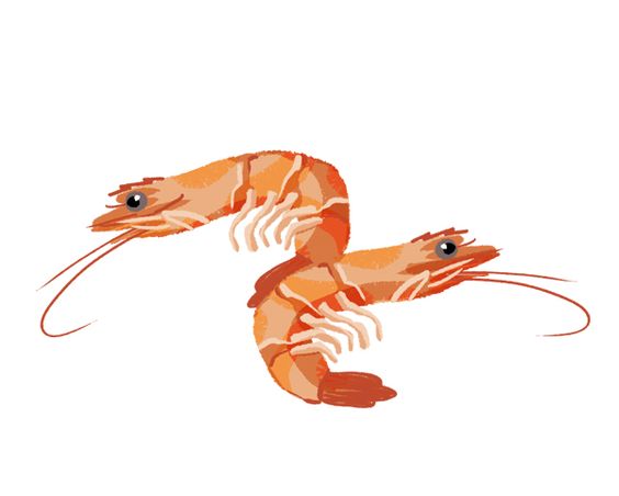 564x452 Shrimps! My Website