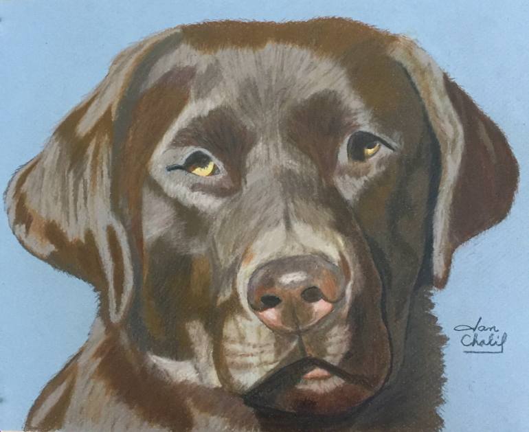 770x629 Saatchi Art Chocolate Lab Drawing By Janet Chalif