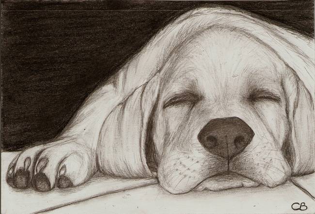 650x442 Stunning Black Lab Pencil Drawings And Illustrations For Sale